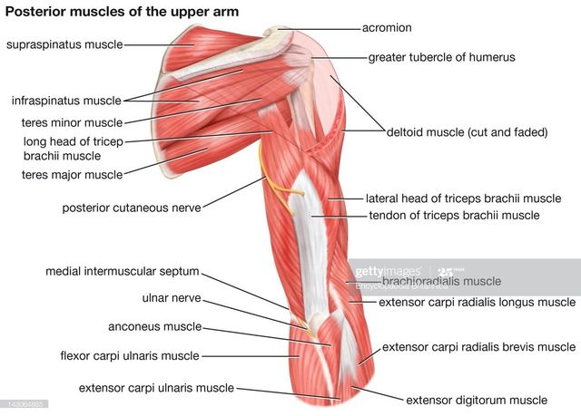 describe rotator cuff pain