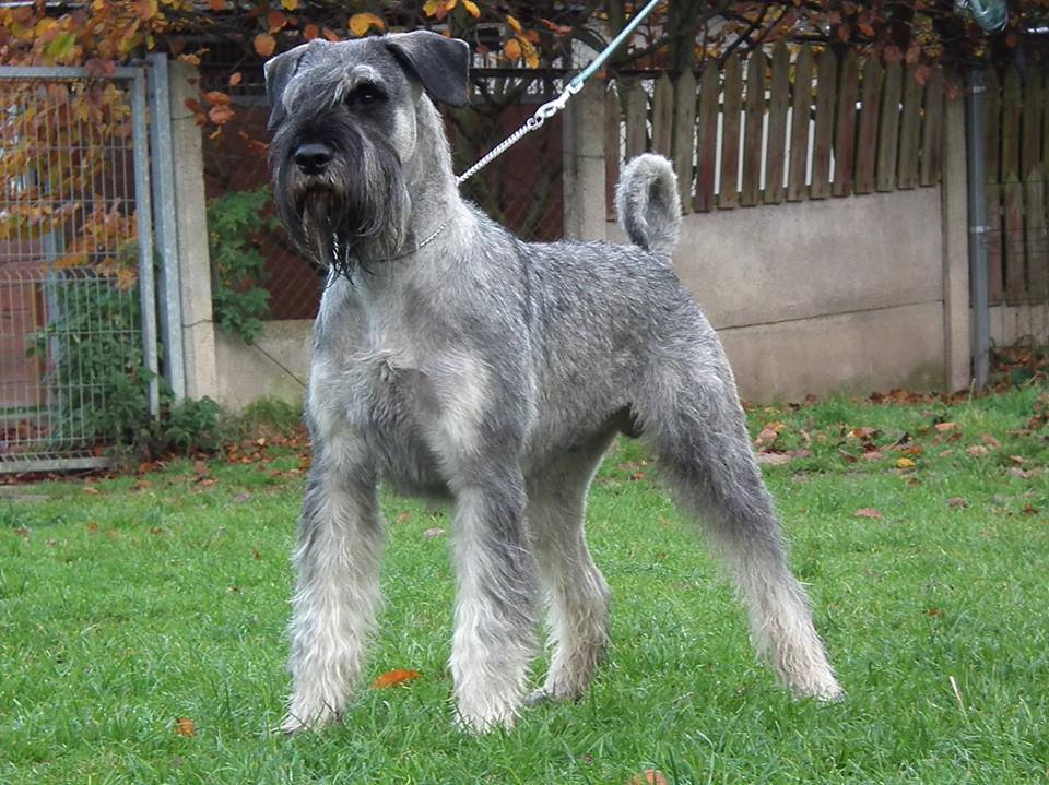 Scherzando Pepper and Salt Giant Schnauzers South Africa