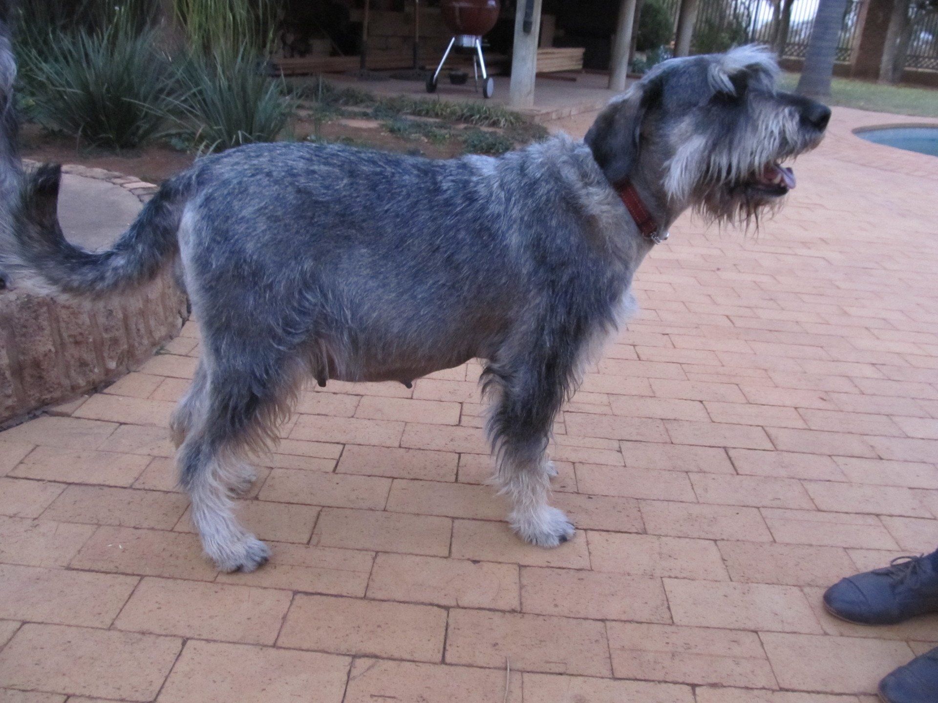 Scherzando Pepper and Salt Giant Schnauzers South Africa