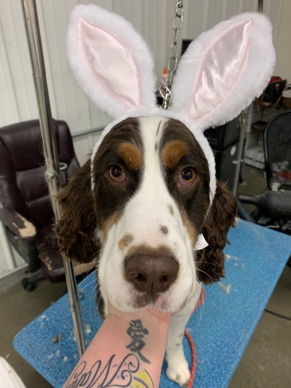 Daisy's Pet Playground Evansville's Best Dog Playground and Boarding