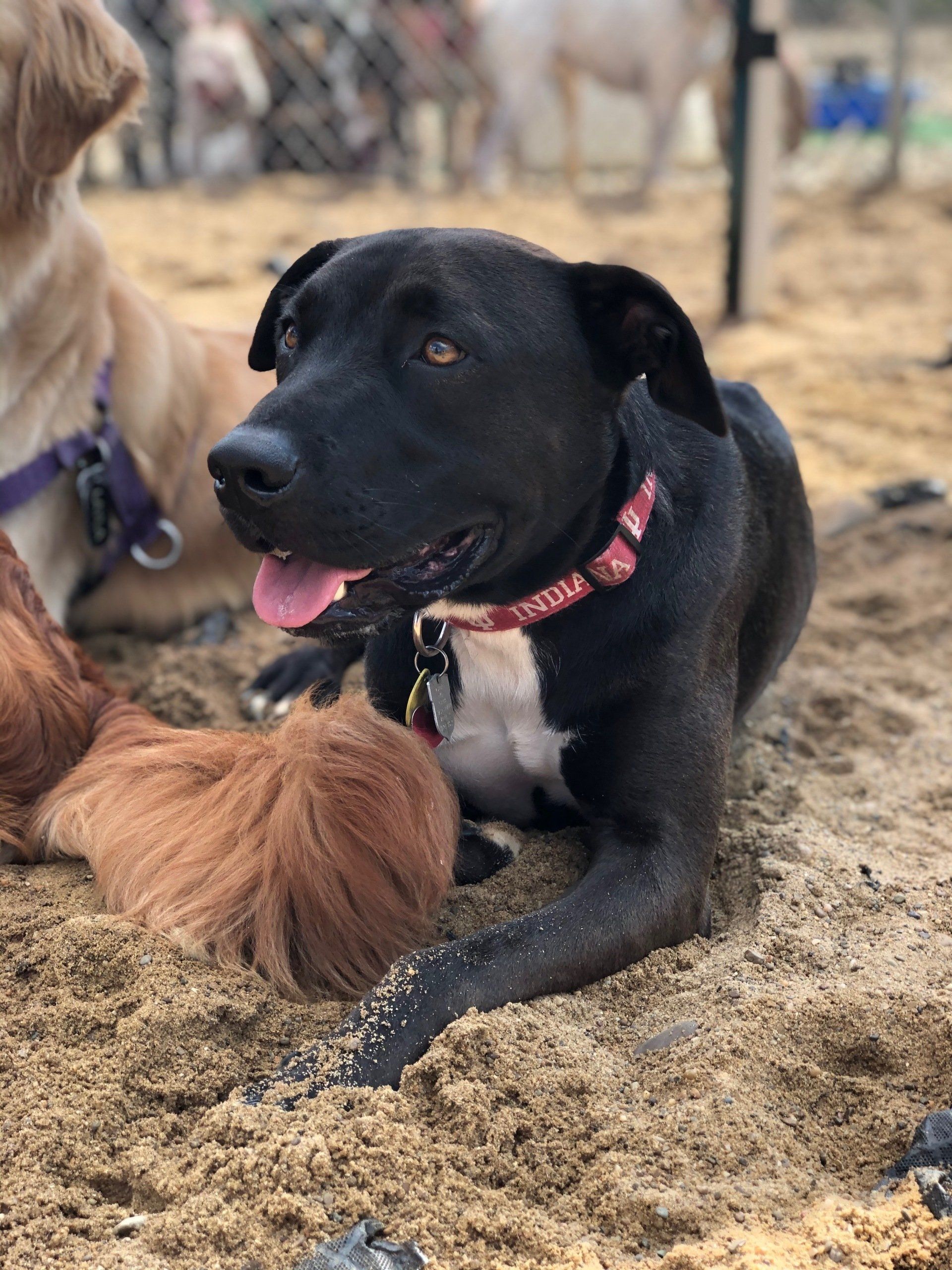 Daisy's Pet Playground Evansville's Best Dog Playground and Boarding