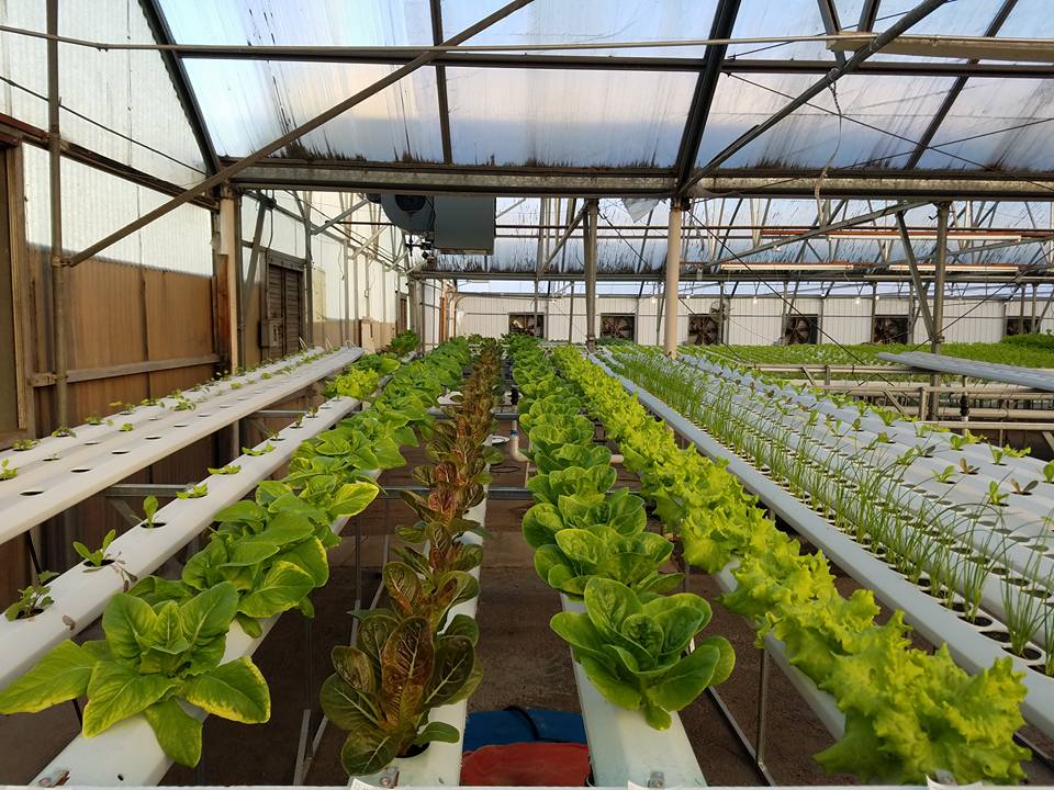 An Introduction to Hydrophonics and Controlled Environment
