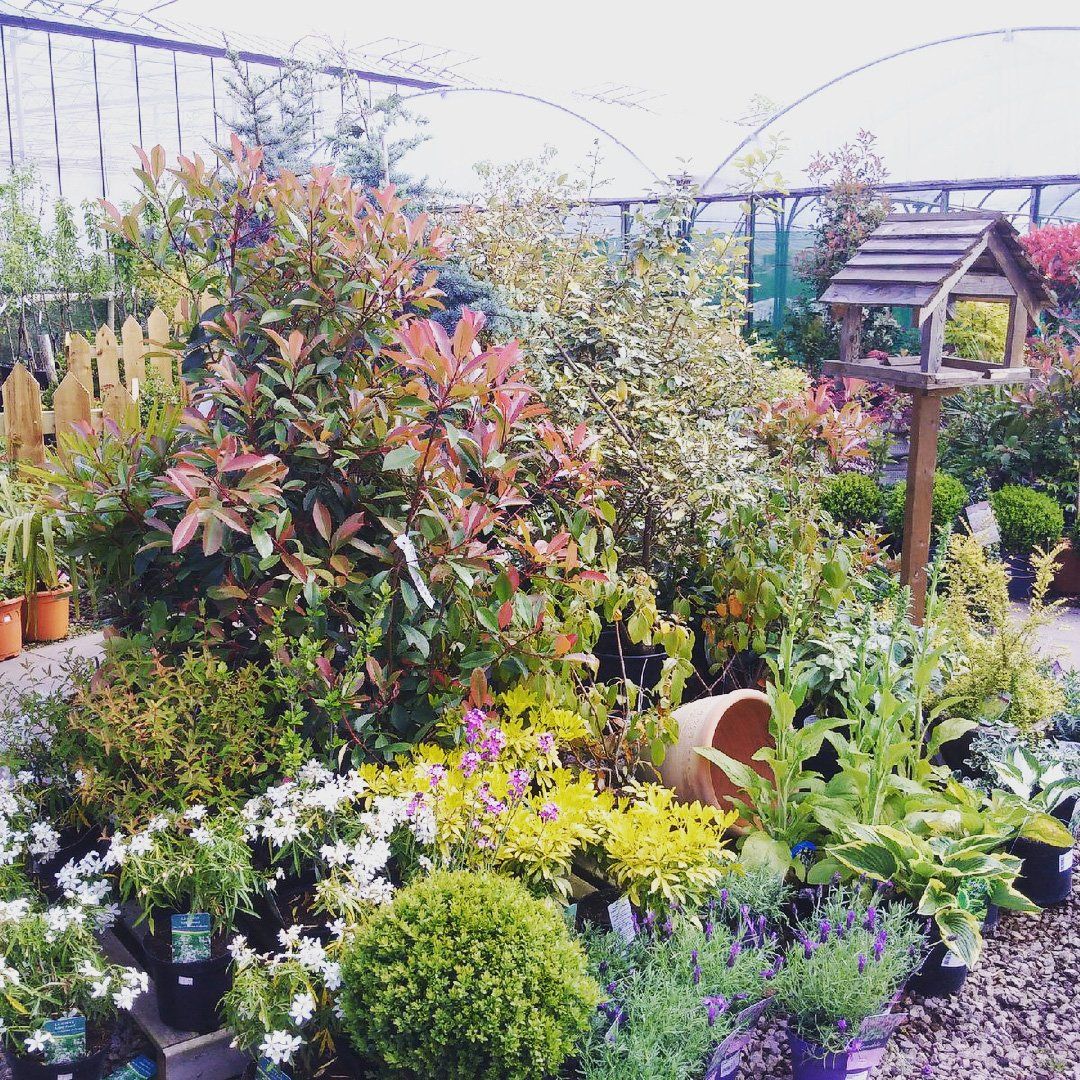 Bedding plants from Chamberlain Plant Centre