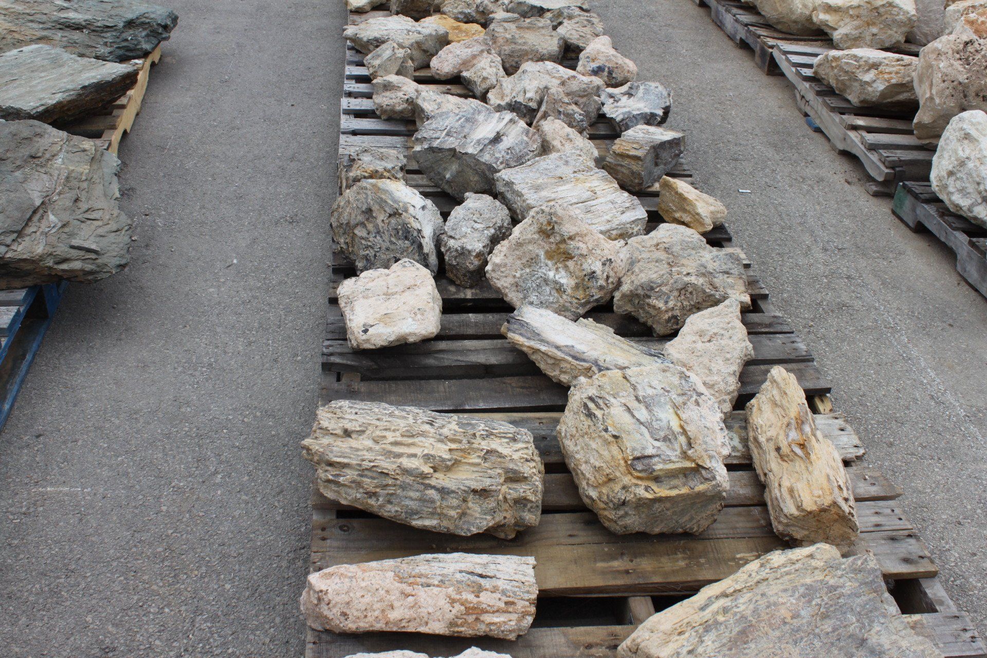 Petrified Wood Aquarium Supplies in San Antonio, Texas