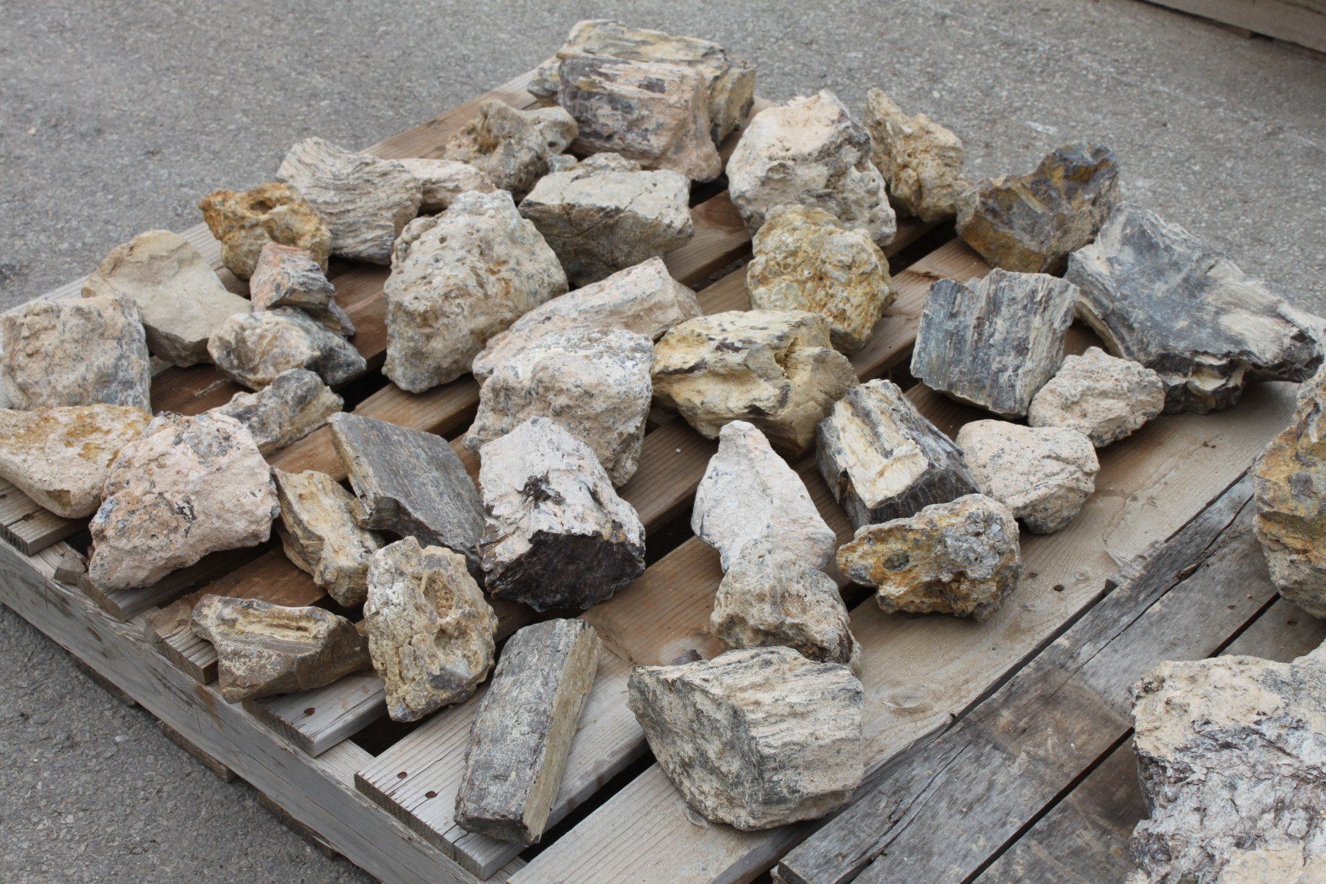 Petrified Wood Aquarium Supplies in San Antonio, Texas