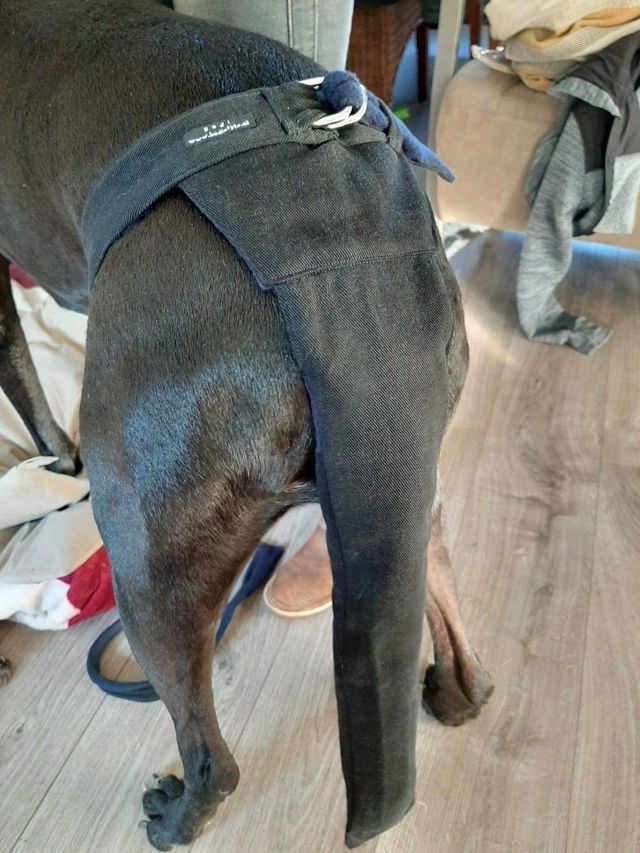 Staartzak-staartbeschermer voor de hond