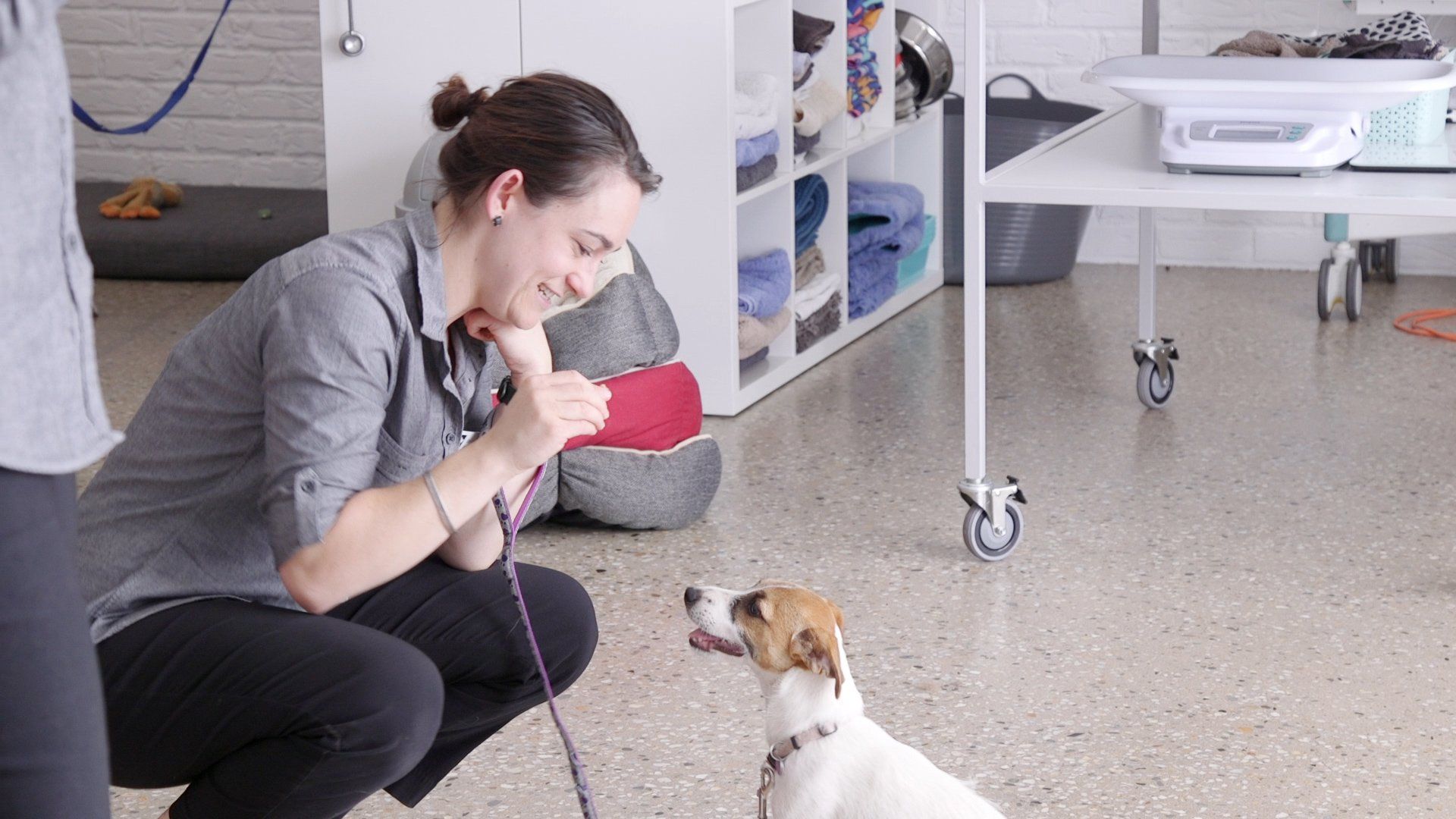 Rooftop Media Townsend Veterinary Clinic