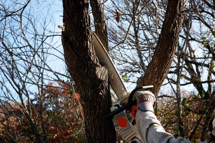 Tree Services to Explore Before a Total Tree Removal