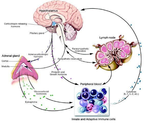 Nervous System Control Of The Immune System