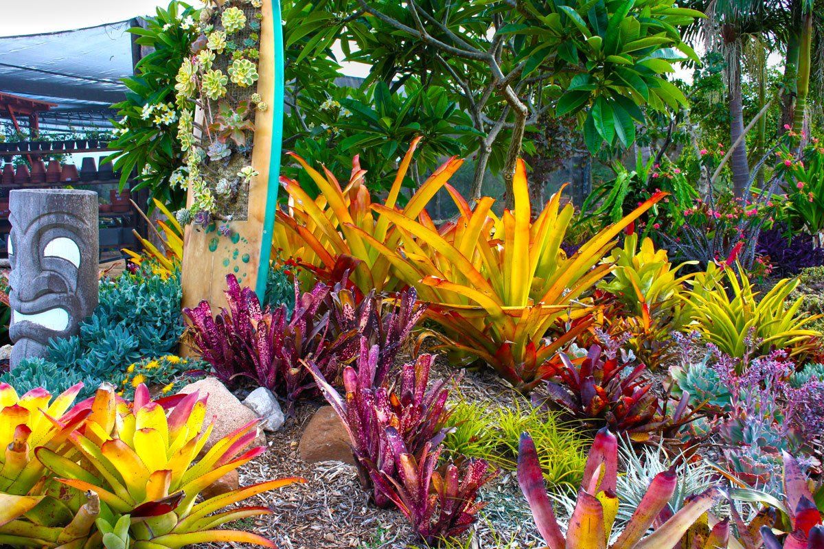 Goin’ Wild with Bromeliads