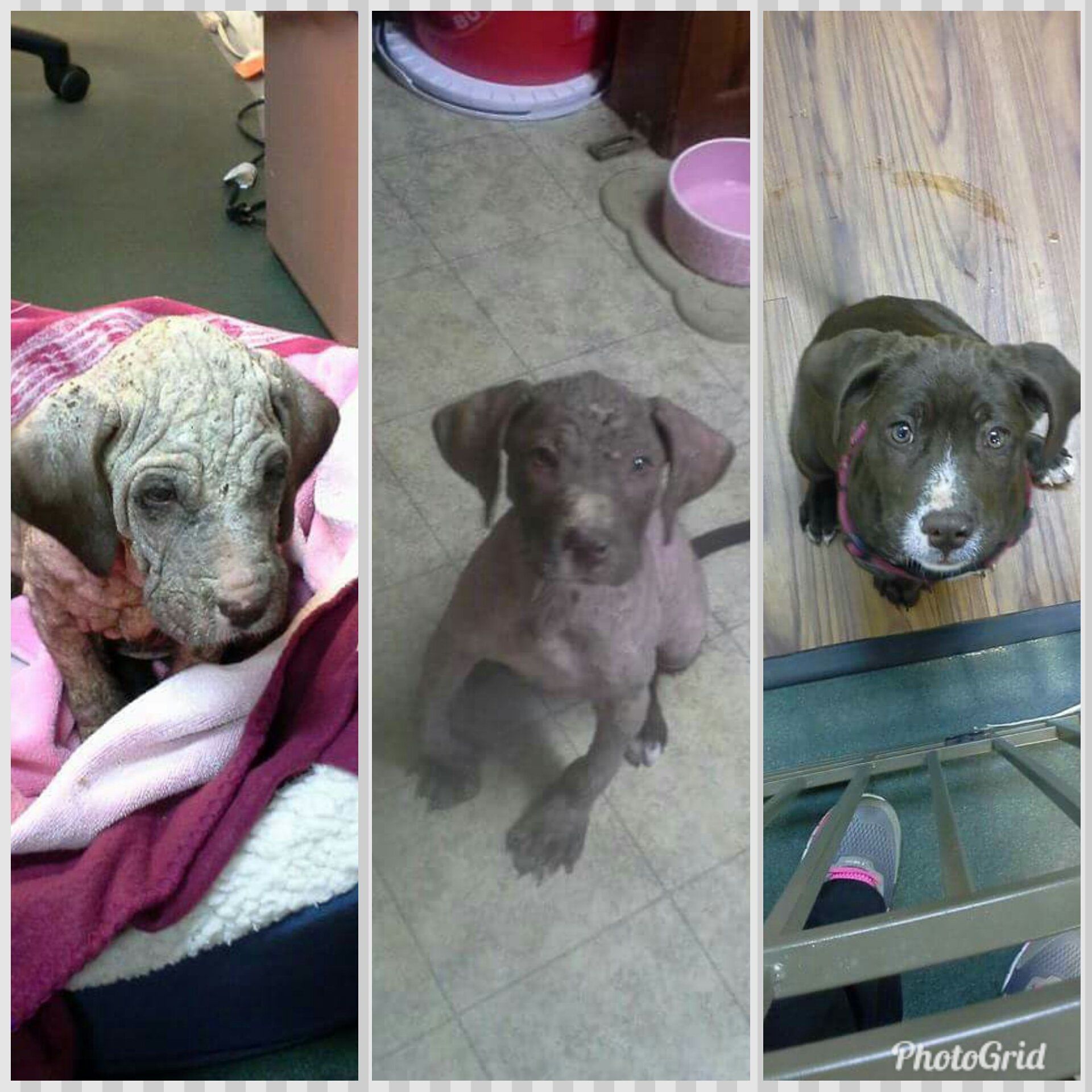 Pensacola Humane Society Pensacola, FL a Foster