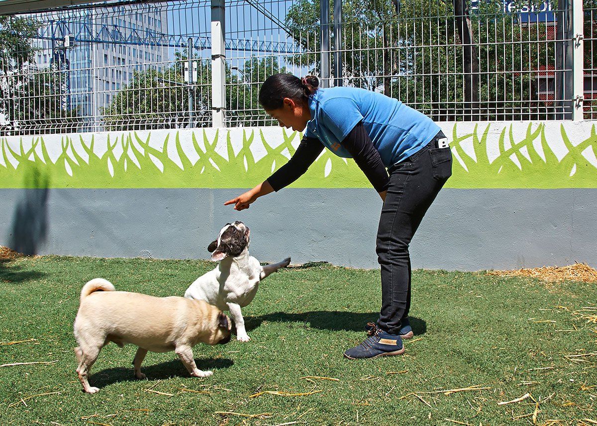 Escuela para Perros B. Franklin CDMX | Adiestramiento Canino