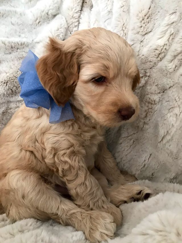 guardian family for dog