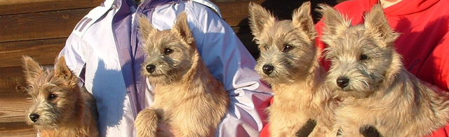 Professional Breeding And Showing Of Cairn Terriers