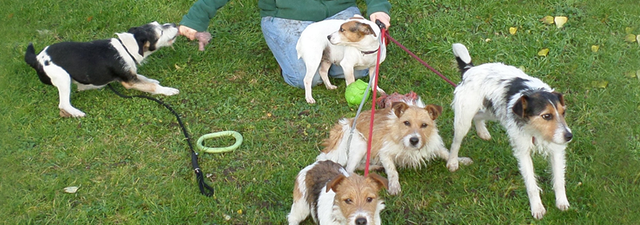 Lindcoly Dog Breeders Dog Breeding In Bury St Edmunds