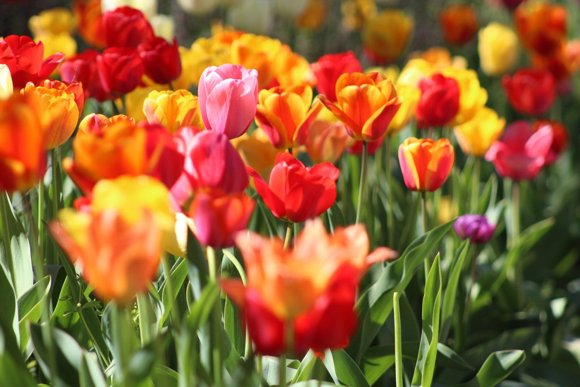 The Best Time to Plant Bulbs for Spring