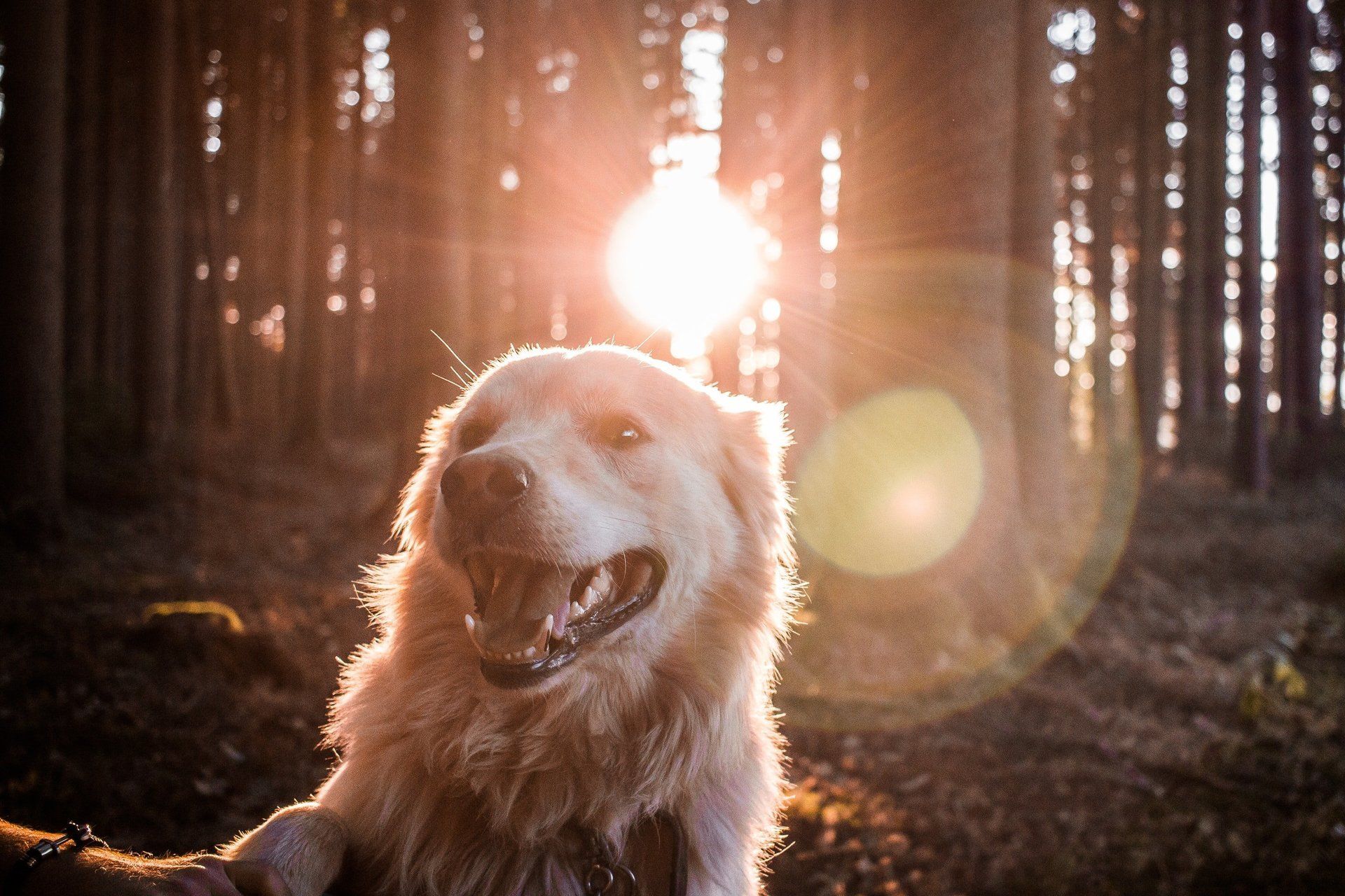 Hotel Charlotte | Urlaub mit Hund in Tirol