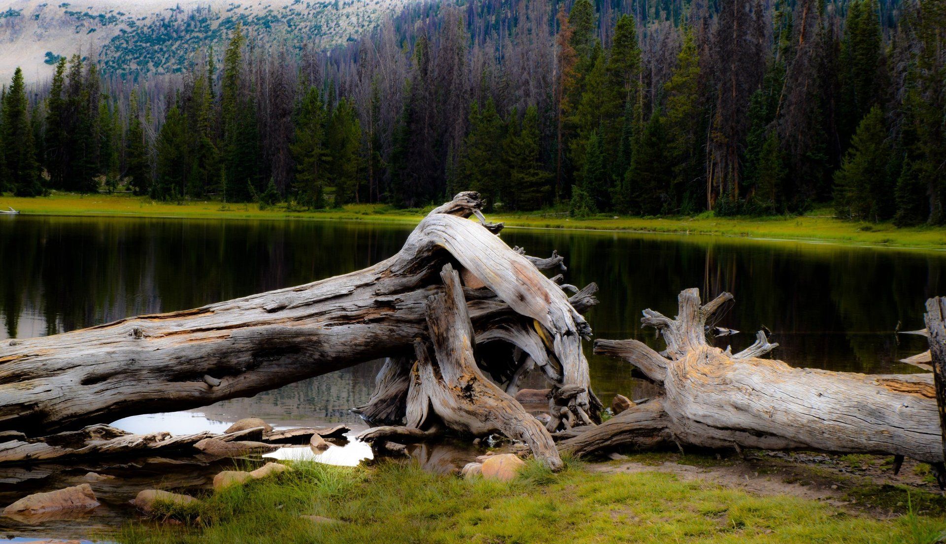Bend Oregon Tree Service Fagen Tree Service in Bend Oregon