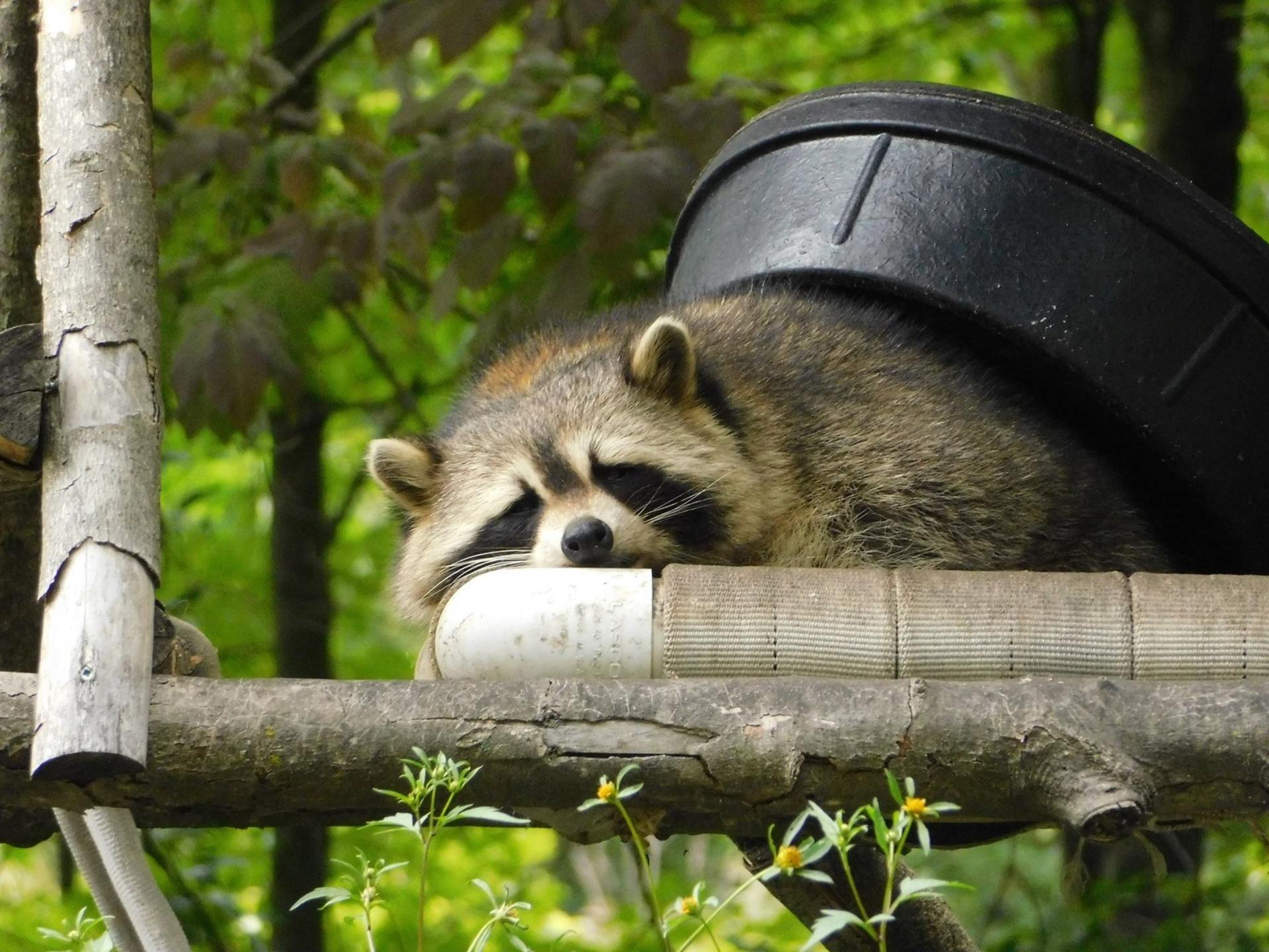 raccoon sleeping on fence