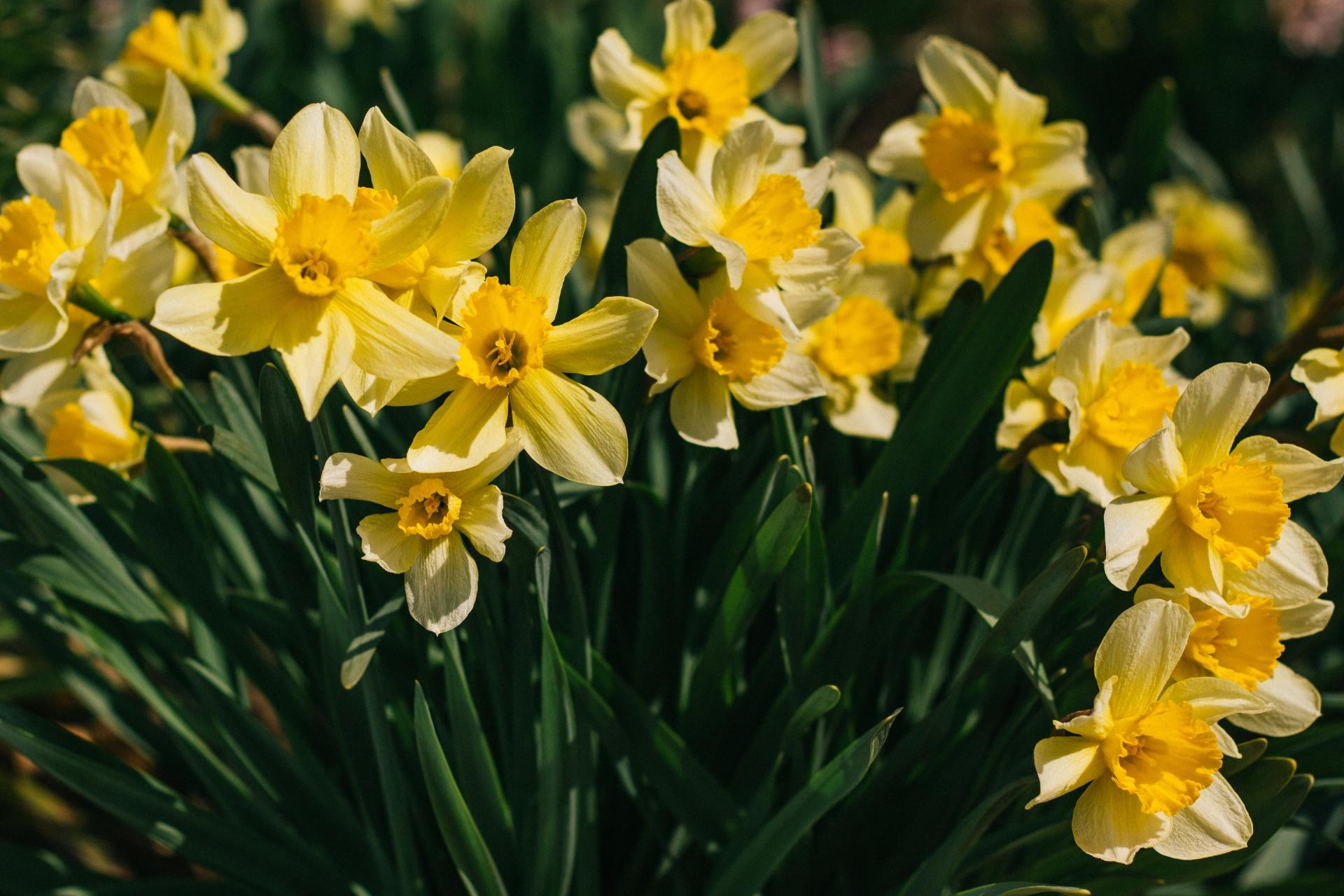 The Best Time to Plant Bulbs for Spring