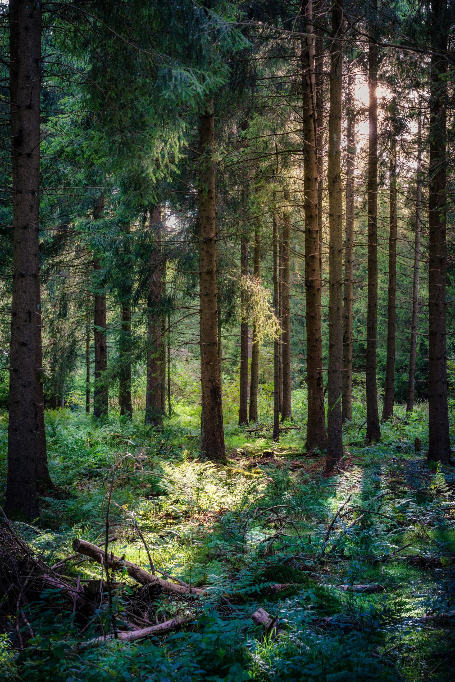 Nu zie ík door de bomen het bos niet meer
