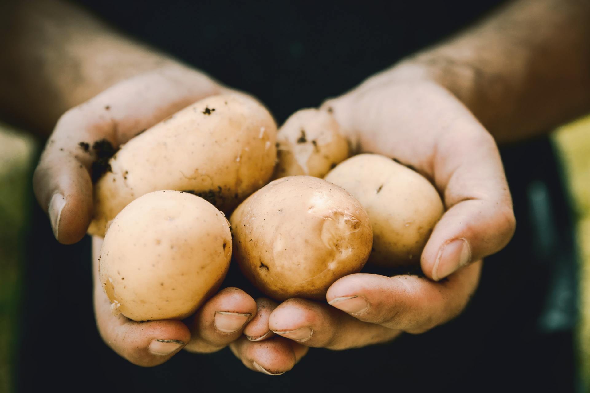 aqua-yield-potato-program