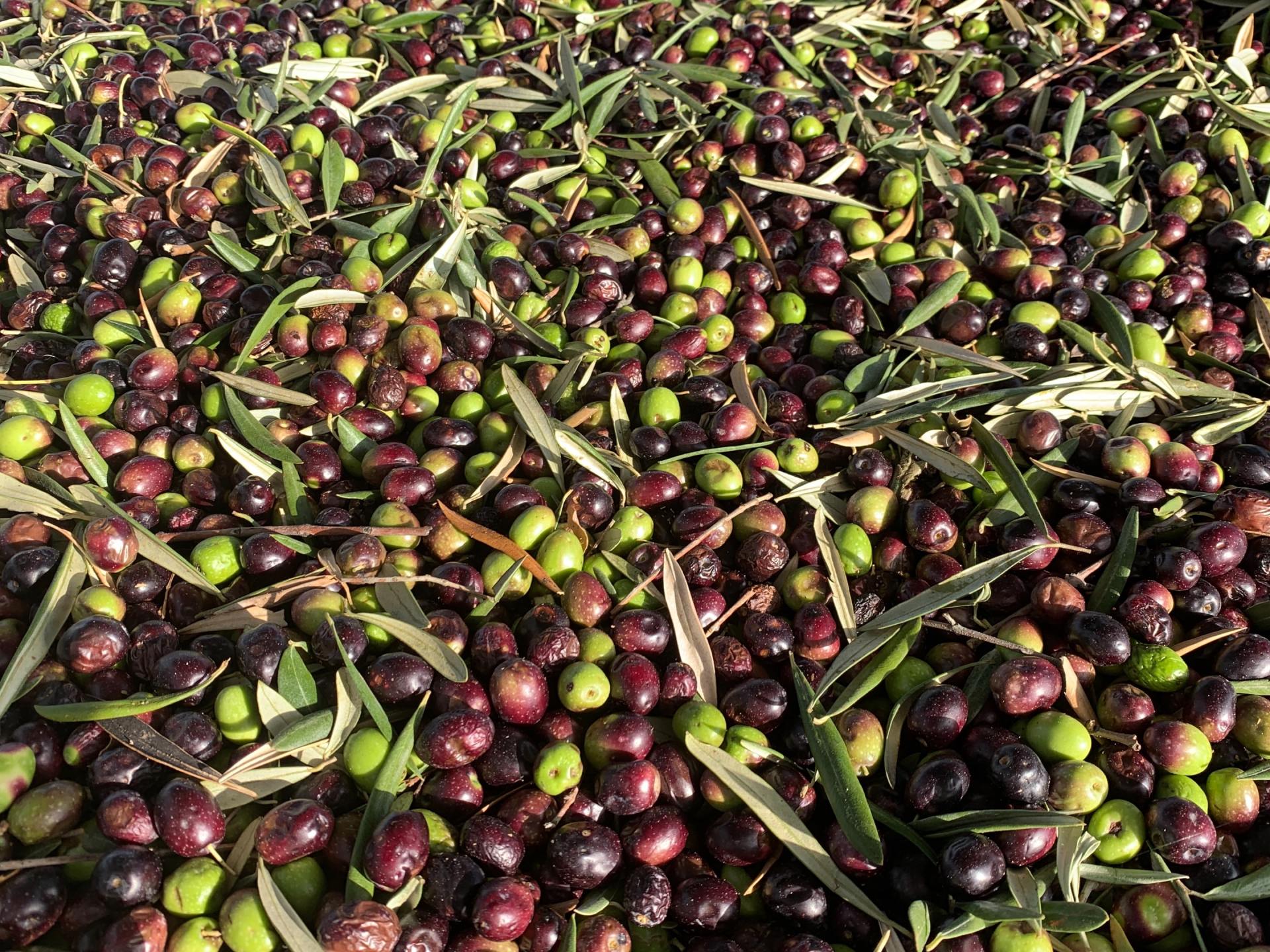 raccolta  olive  e olio extravergine